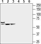 SLC6A8 Blocking Peptide
