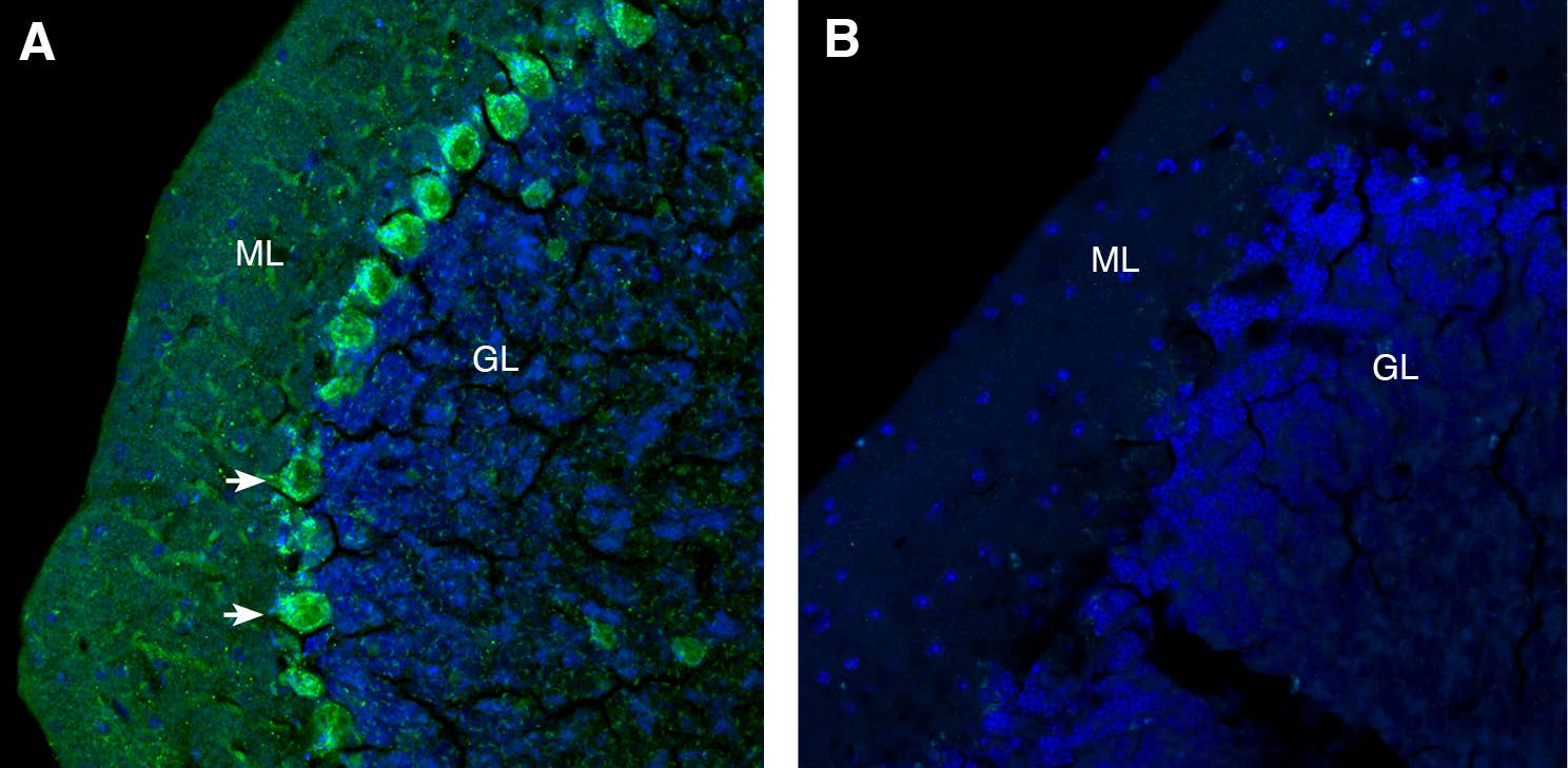 Anti-GlyT1 (SLC6A9) (extracellular) Antibody