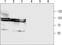 Anti-GlyT1 (SLC6A9) (extracellular) Antibody - Carrier Free