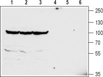 Anti-GlyT2 (SLC6A5) (extracellular) Antibody - Carrier Free