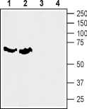 Anti-SLC6A7 (Proline Transporter) Antibody