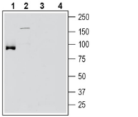 SLC6A15 Blocking Peptide