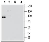 SLC6A15 Blocking Peptide