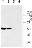 GLUT1 Blocking Peptide