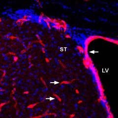 Anti-GLUT1 Antibody