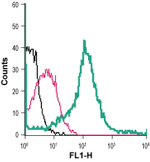 Anti-GLUT3 (extracellular)-FITC Antibody