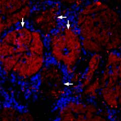 Anti-GLUT4-ATTO Fluor-594 Antibody