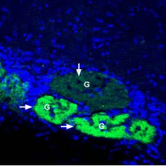 Anti-GLUT4 Antibody