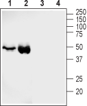 GLUT4 Blocking Peptide
