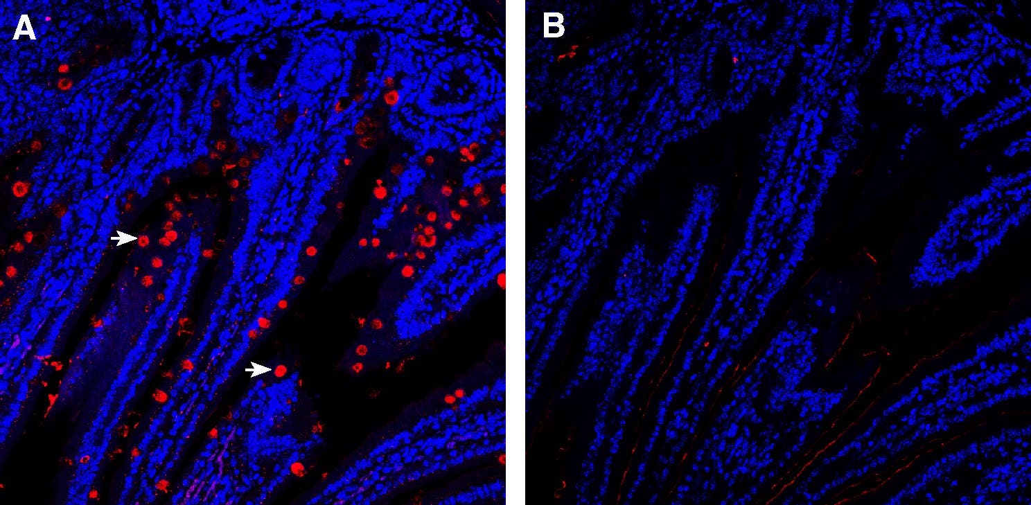 Anti-GLUT8 (extracellular) Antibody