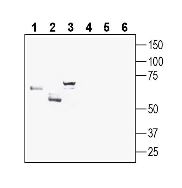 GLUT8 (extracellular) Blocking Peptide