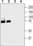 SGLT1 (extracellular) Blocking Peptide