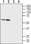 SGLT2 (extracellular) Blocking Peptide