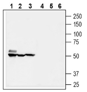 SMCT1 (SLC5A8) Blocking Peptide