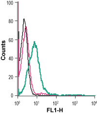 Anti-GLUT1 (extracellular) Antibody