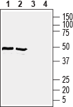 GLUT1 (extracellular) Blocking Peptide
