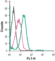 Anti-Human GLUT3 (extracellular)-FITC Antibody