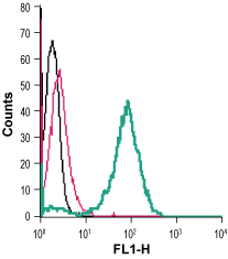 Anti-Human GLUT3 (extracellular) Antibody