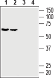 GLUT3 (extracellular) Blocking Peptide