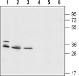 Anti-HVCN1 Antibody - Carrier Free