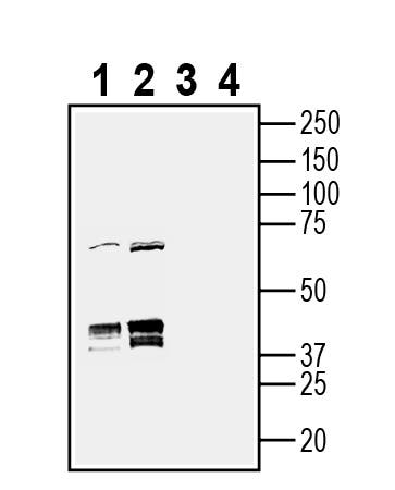Anti-HVCN1 (extracellular) Antibody