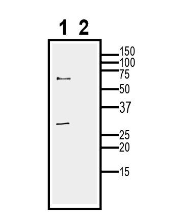 HVCN1 (extracellular) Blocking Peptide