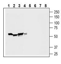 OTOP1 Blocking Peptide