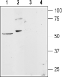 Histamine H1 Receptor/HRH1 Blocking Peptide