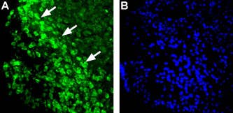 Anti-Histamine H<sub>1</sub> Receptor (HRH1) Antibody