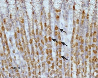 Anti-Histamine H<sub>2</sub> Receptor (HRH2) (extracellular) Antibody