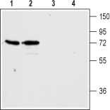 Histamine H3 Receptor/HRH3 Blocking Peptide
