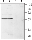 Human Histamine H4 Receptor/HRH4 (extracellular) Blocking Peptide