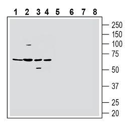 Histamine H 1  Receptor/HRH1 (extracellular) Blocking Peptide