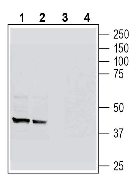 GPR109A/HCAR2 (extracellular) Blocking Peptide