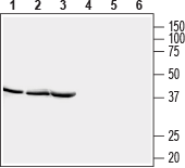 STOML2/SLP-2 Blocking Peptide