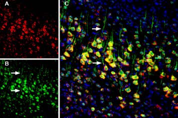 Anti-Calnexin-ATTO Fluor-594 Antibody