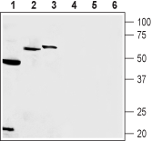 Anti-Presenilin-1 Antibody - Carrier Free