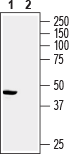 Presenilin-2 Blocking Peptide
