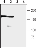 RIM1 Blocking Peptide