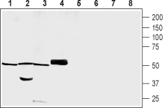 PACSIN3 Blocking Peptide