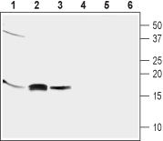 Anti-GABARAP Antibody - Carrier Free