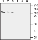 CASK Blocking Peptide