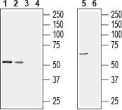 PACSIN1 Blocking Peptide