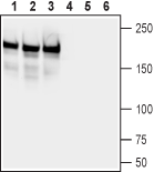 Anti-Neurofascin Antibody - Carrier Free