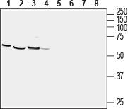 CRMP1 Blocking Peptide