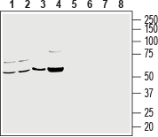 Anti-CRMP2 Antibody - Carrier Free