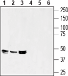 Septin-7 Blocking Peptide
