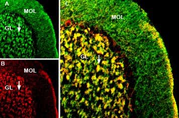 Guinea pig Anti-GABA(A) α1 Receptor (extracellular) Antibody