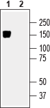 Anti-KCC2 (SLC12A5) Antibody - Carrier Free