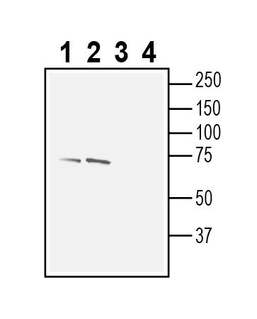 CCC9 (SLC12A8) (extracellular) Blocking Peptide
